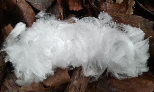 Haareis, manchmal auch Eiswolle genannt, besteht aus feinen Eisnadeln, die sich bei geeigneten Bedingungen auf morschem und feuchtem Totholz bilden können.