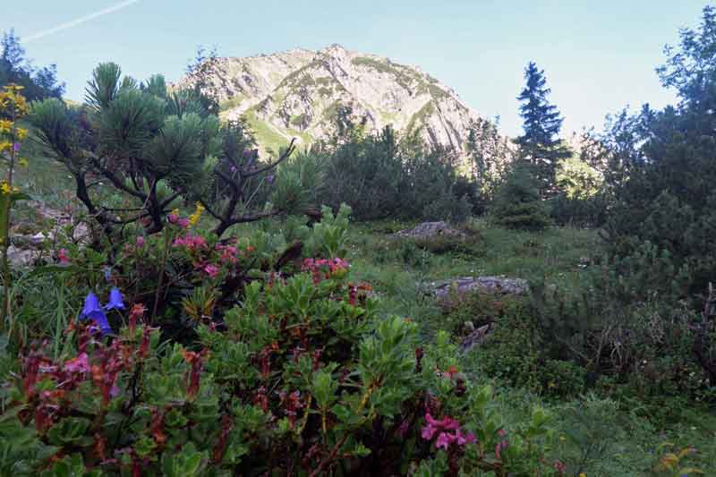 Alpenrosen, Latschen und Glockenblumen im Stuibental. Hintergrund Bschiesser.