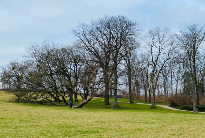 Alte Bäume im Wormser Schlosspark.